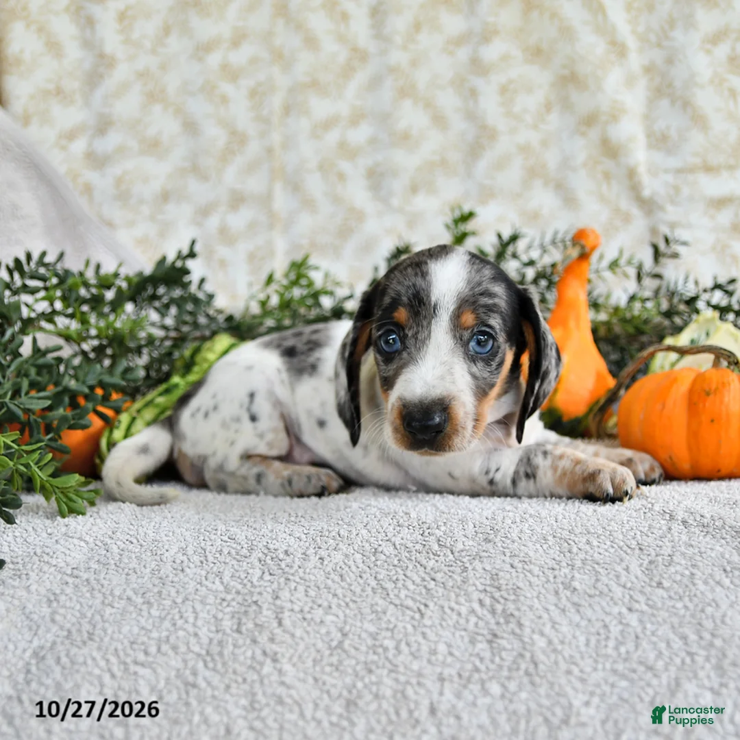Miniature Dachshund dogs for sale: Joy - Ad 2