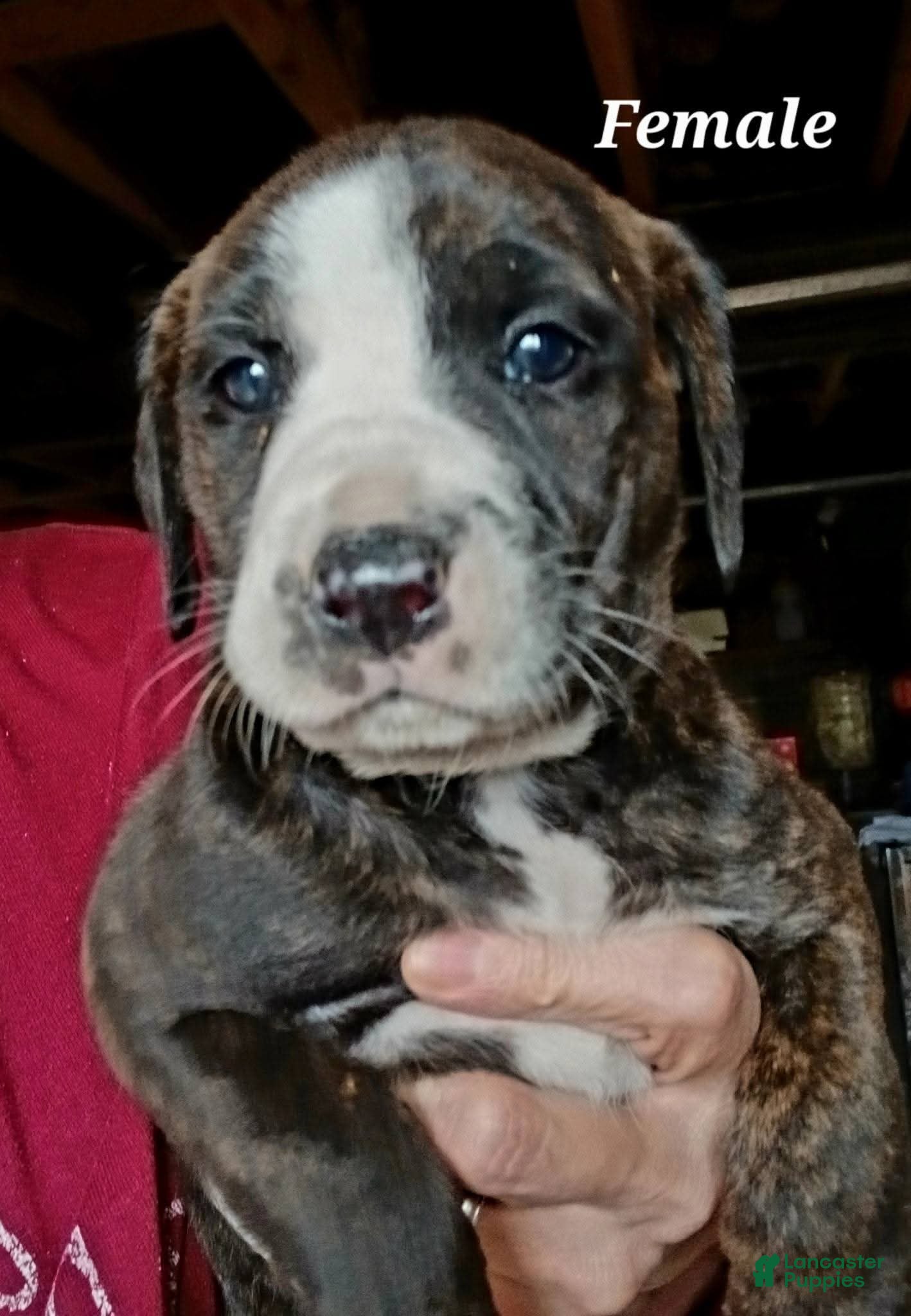 Mountain Cur dogs Mountain Cur Puppy 5 - Ad 1