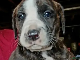 Mountain Cur dogs Mountain Cur Puppy 5 - Ad 1