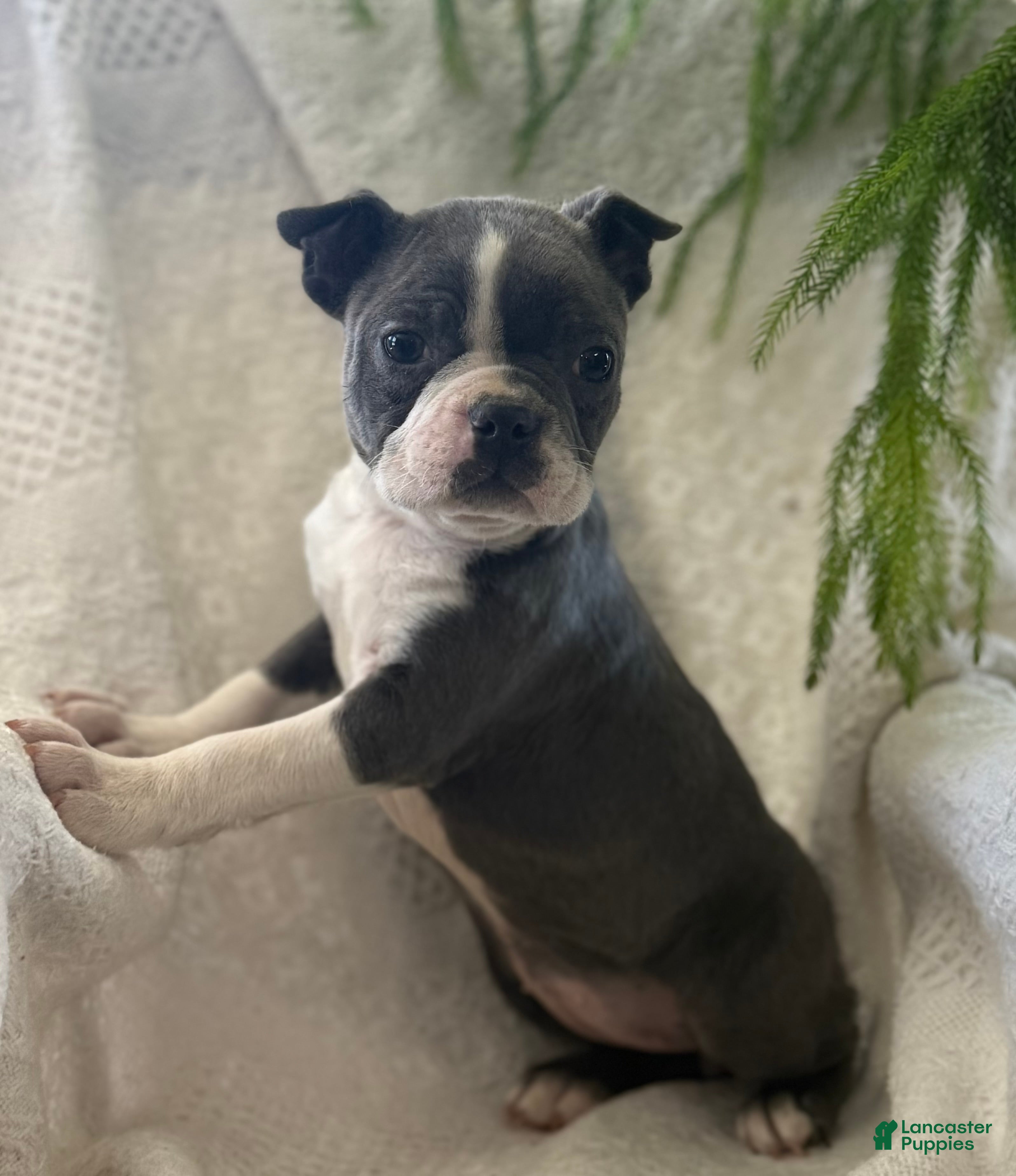 Boston Terrier dogs Rosy - Ad 2
