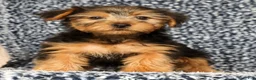 Yorkshire Terrier dogs for sale: AJ - Ad 2
