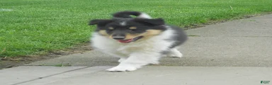 Collie Puppy 3