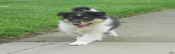 Collie dogs for sale: Collie Puppy 3 - Ad 1