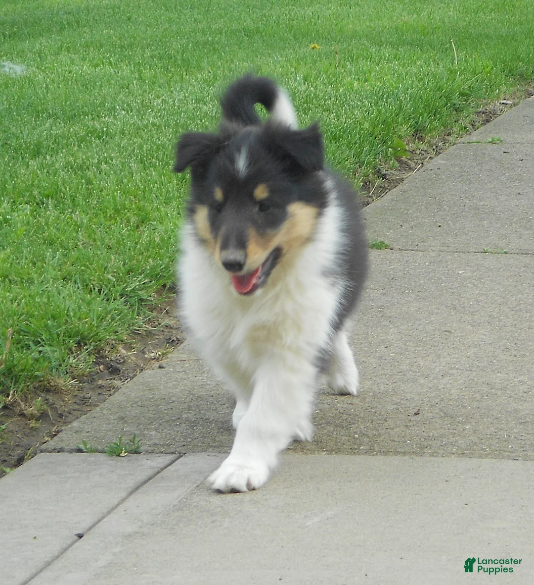 Collie dogs for sale: Collie Puppy 3 - Ad 1