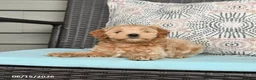 Cavapoo dogs for sale: Sasha - Ad 3