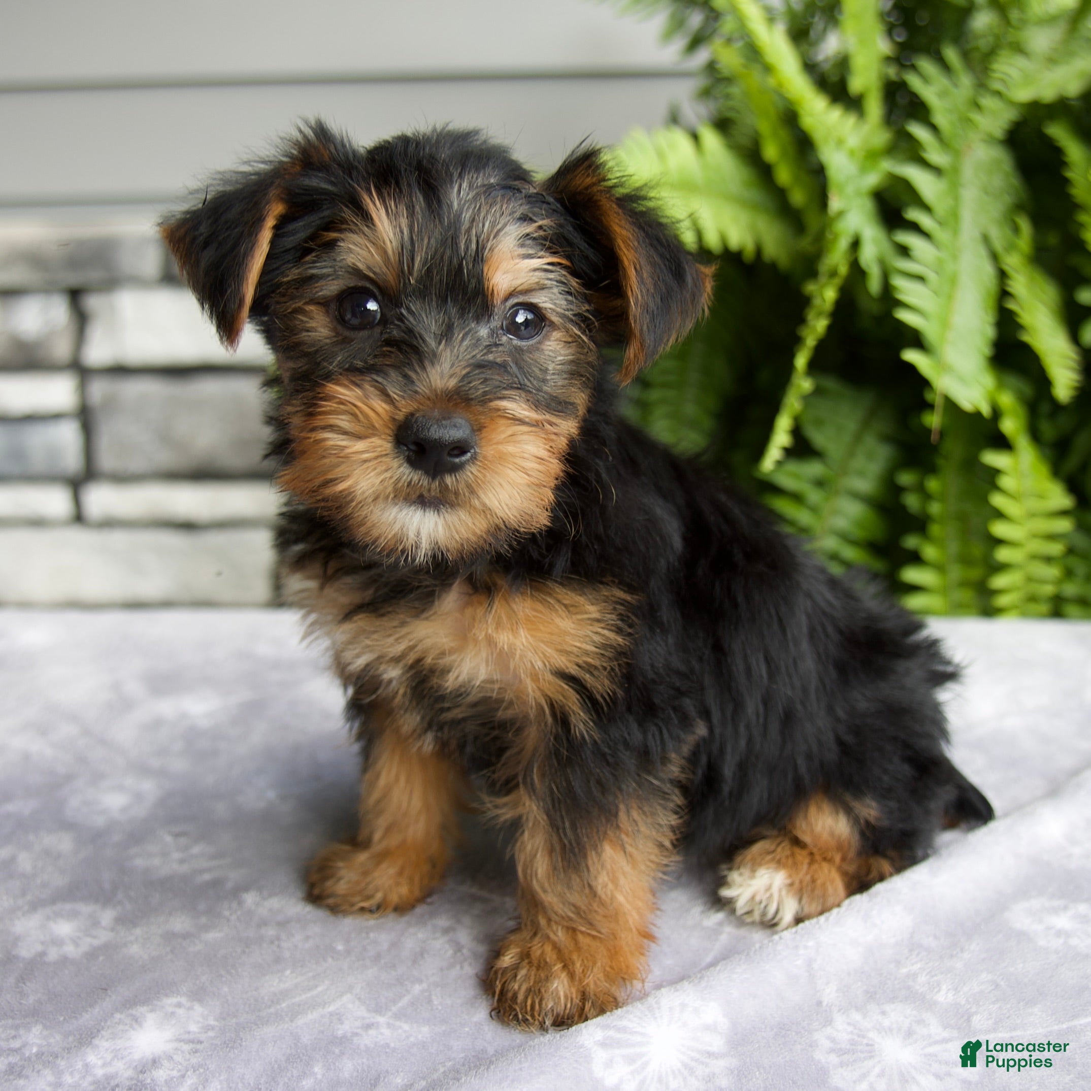 Yorkshire Terrier dogs Kelsey - Ad 2