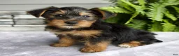 Yorkshire Terrier dogs for sale: Kelsey - Ad 2