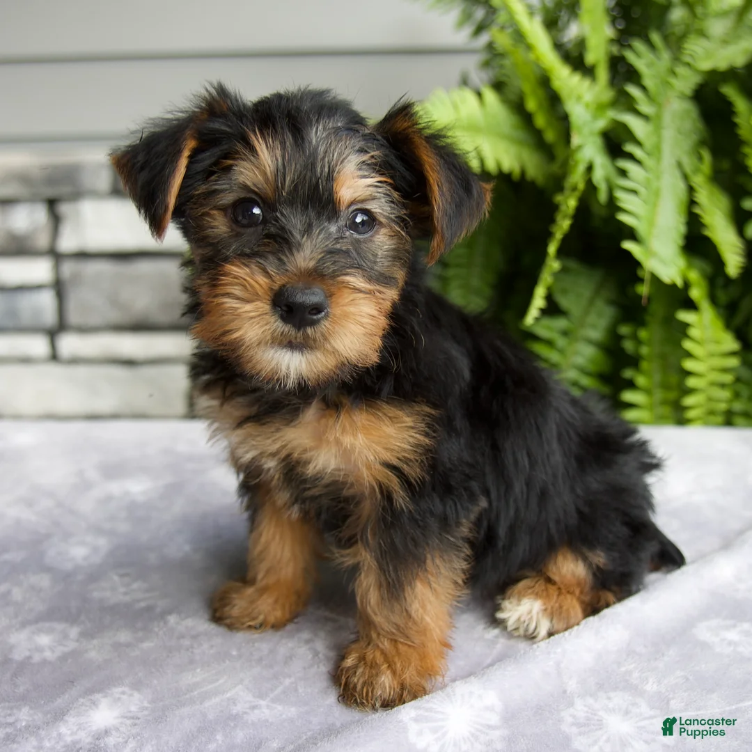 Yorkshire Terrier dogs for sale: Kelsey - Ad 2