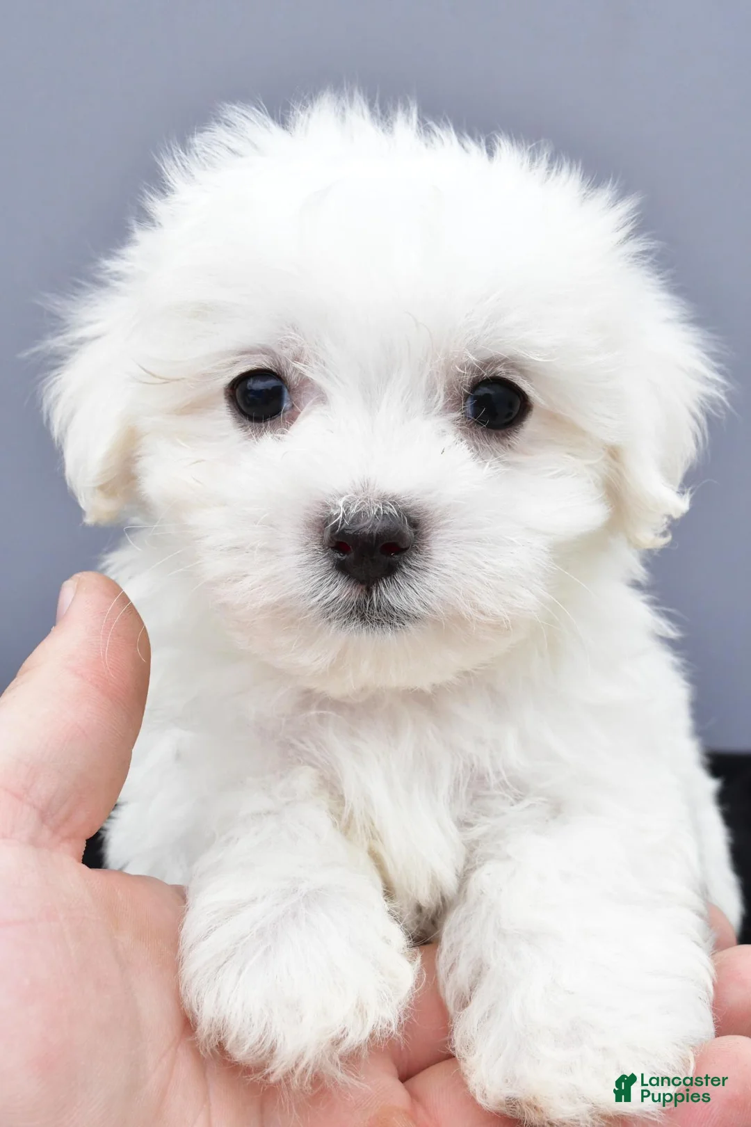 Maltese dogs for sale: Benny - Ad 9