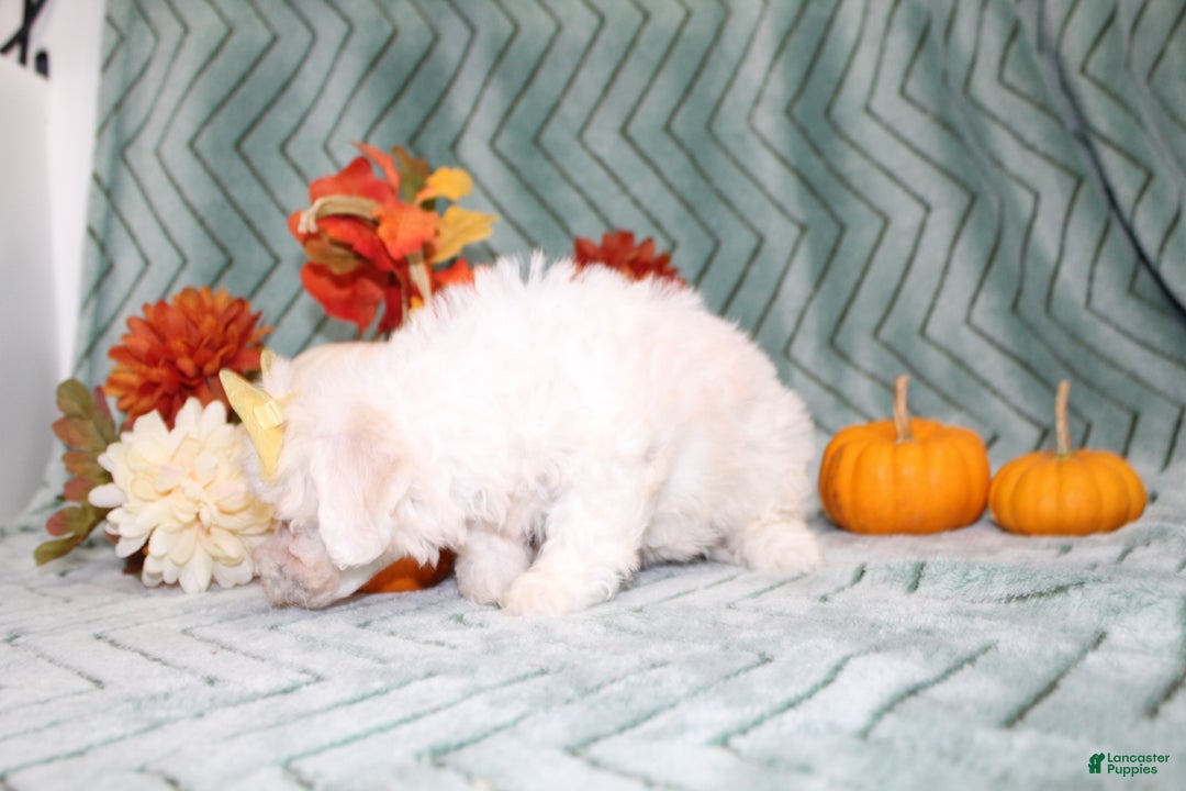 Bichon Frise dogs for sale: Mums - Ad 3