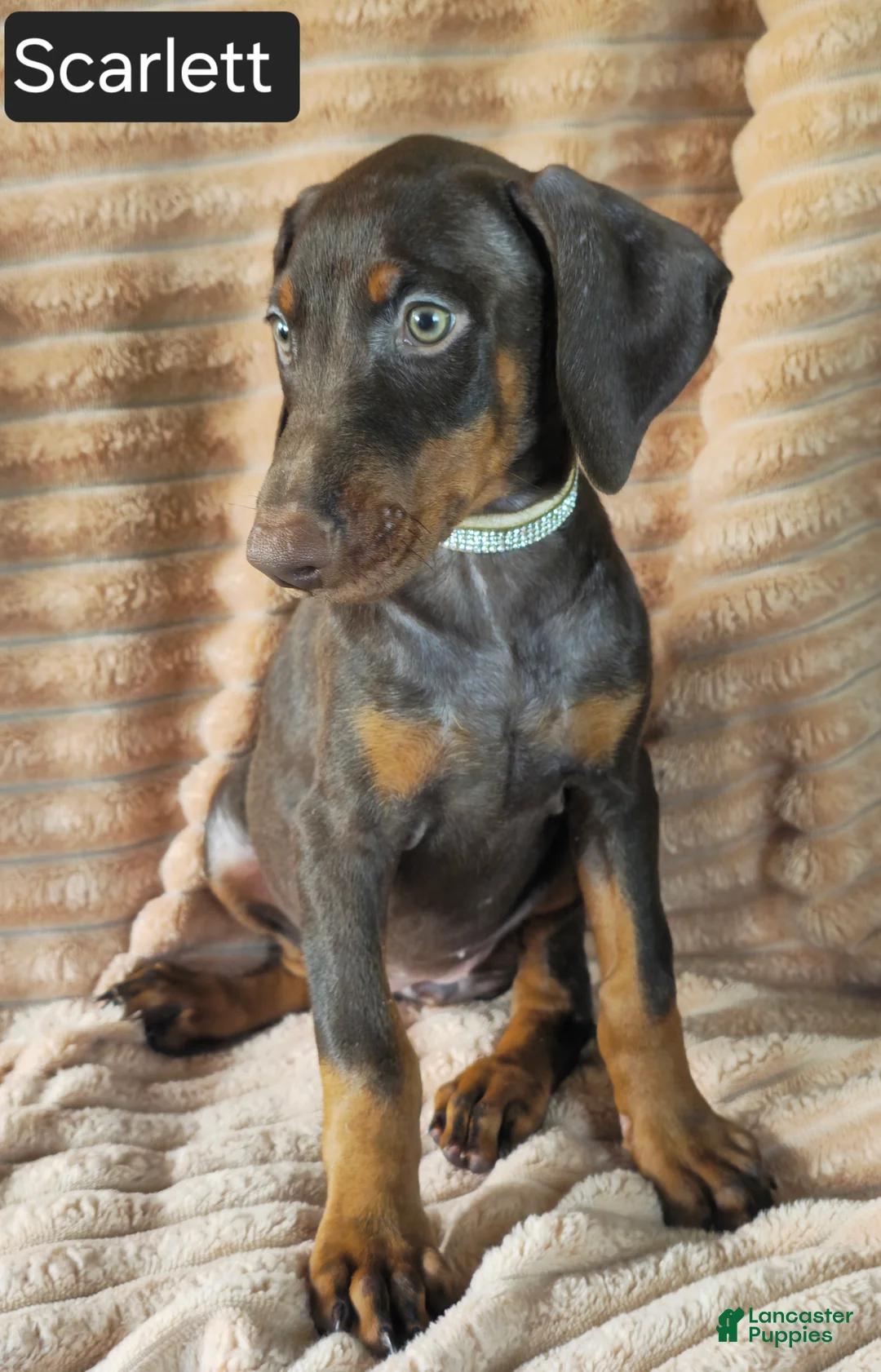 Doberman Pinscher dogs for sale: Scarlett  - Ad 2