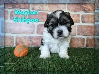 Shihpoo dogs Waylon - Ad 33