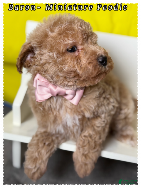Miniature Poodle dogs Baron - Ad 2