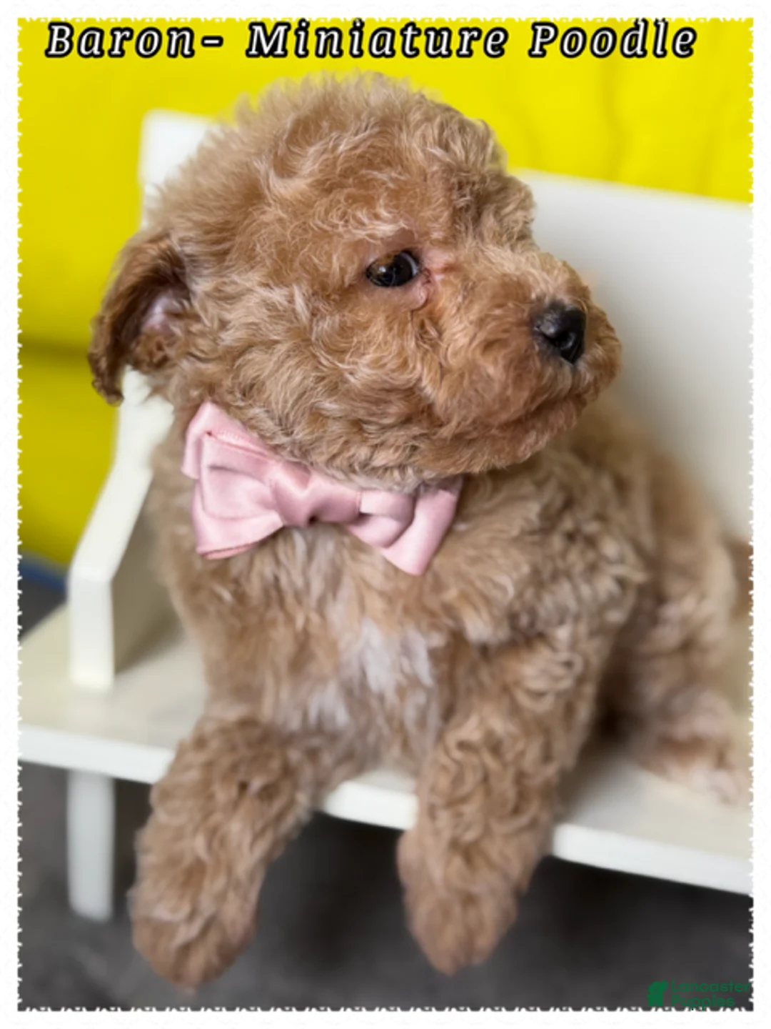Miniature Poodle dogs for sale: Baron - Ad 2