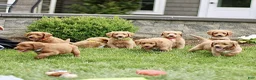Labradoodle dogs for sale: Summit  - Ad 4