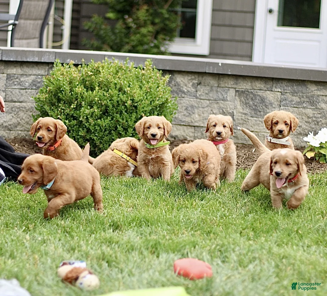 Labradoodle dogs for sale: Sunshine  - Ad 4