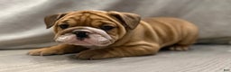English Bulldog dogs for sale: Martha may - Ad 1