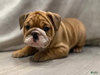 English Bulldog dogs Martha may - Ad 21