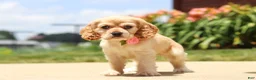 Cocker Spaniel dogs for sale: Pearl - Ad 6