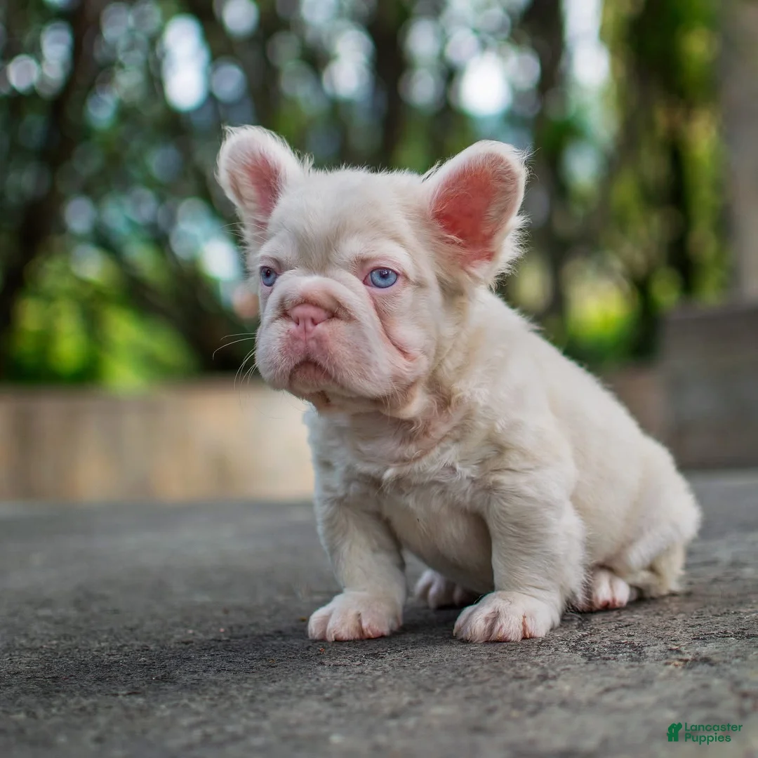 French Bulldog dogs for sale: Duke  - Ad 1
