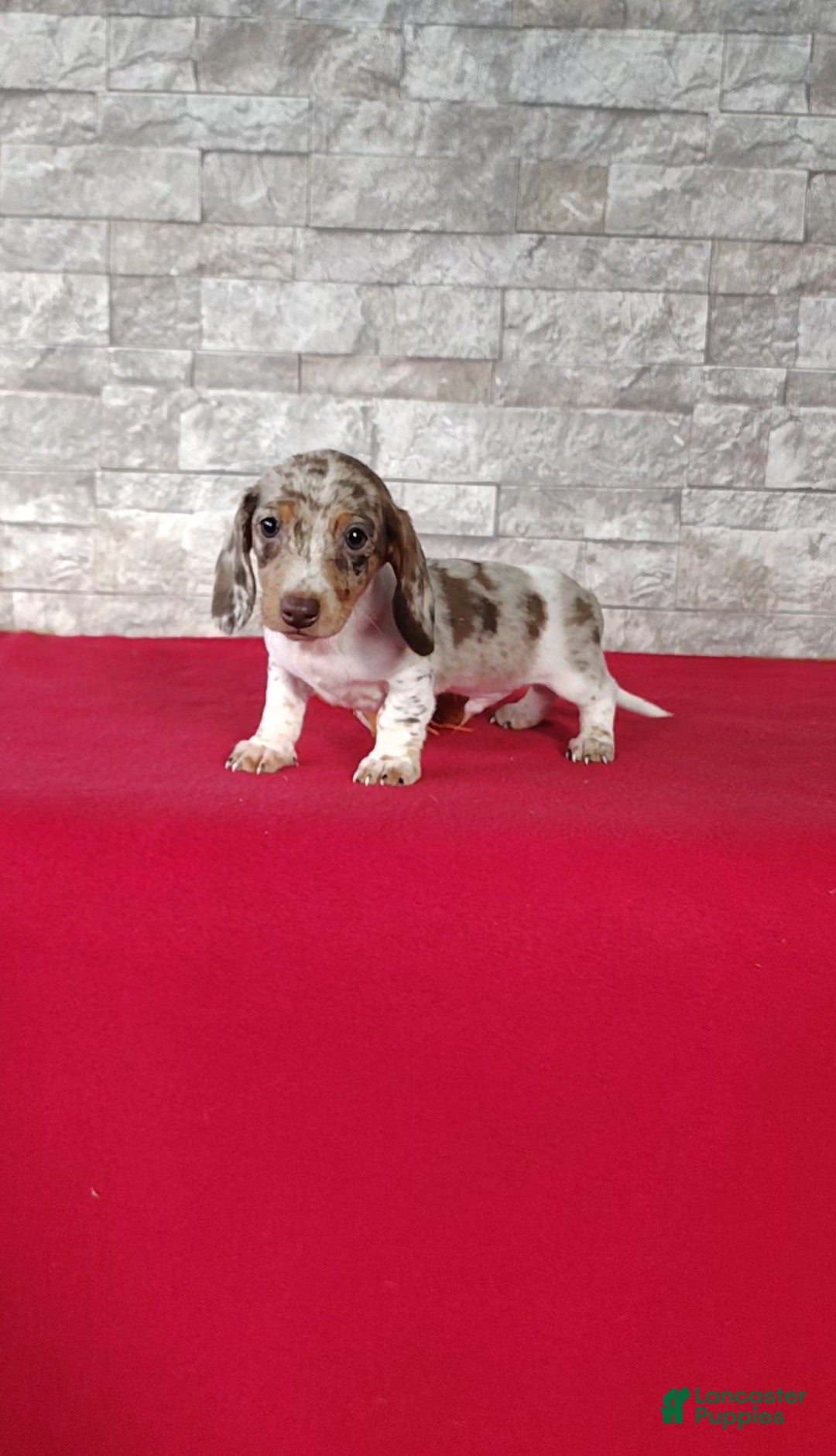 Miniature Dachshund dogs Lucas - Ad 2