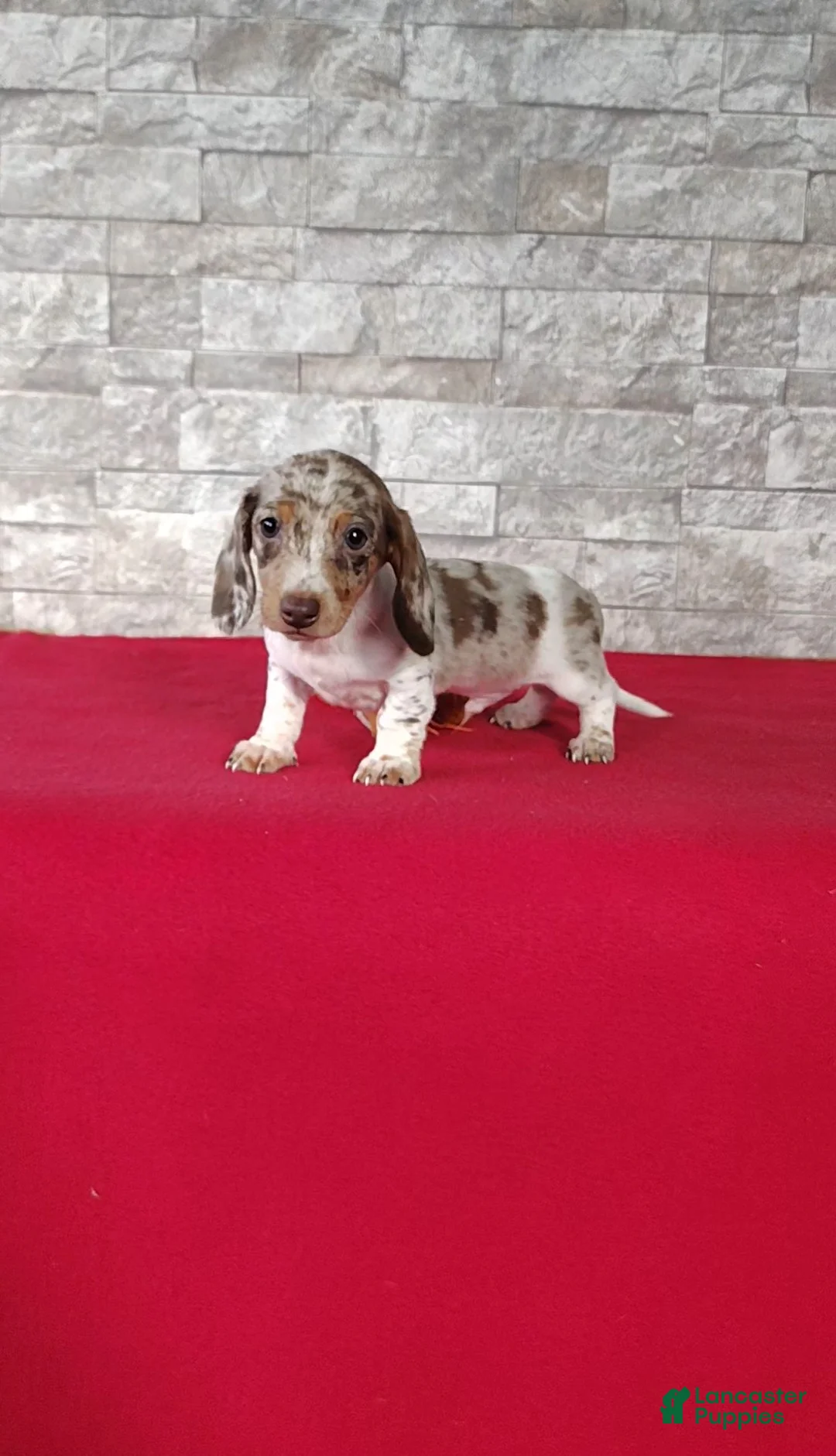 Miniature Dachshund dogs for sale: Lucas - Ad 2