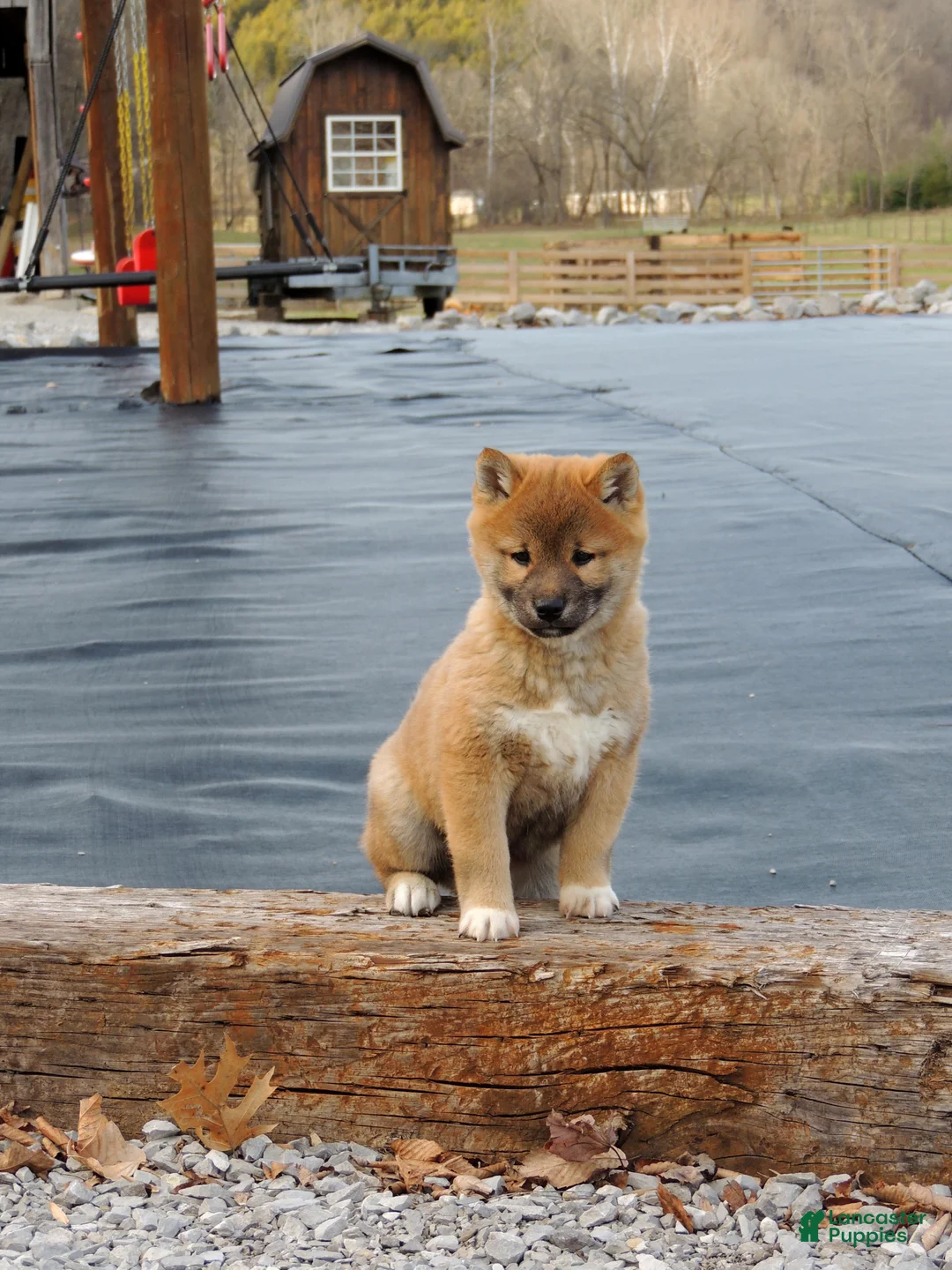 Shiba Inu dogs for sale: BINGO - Ad 2