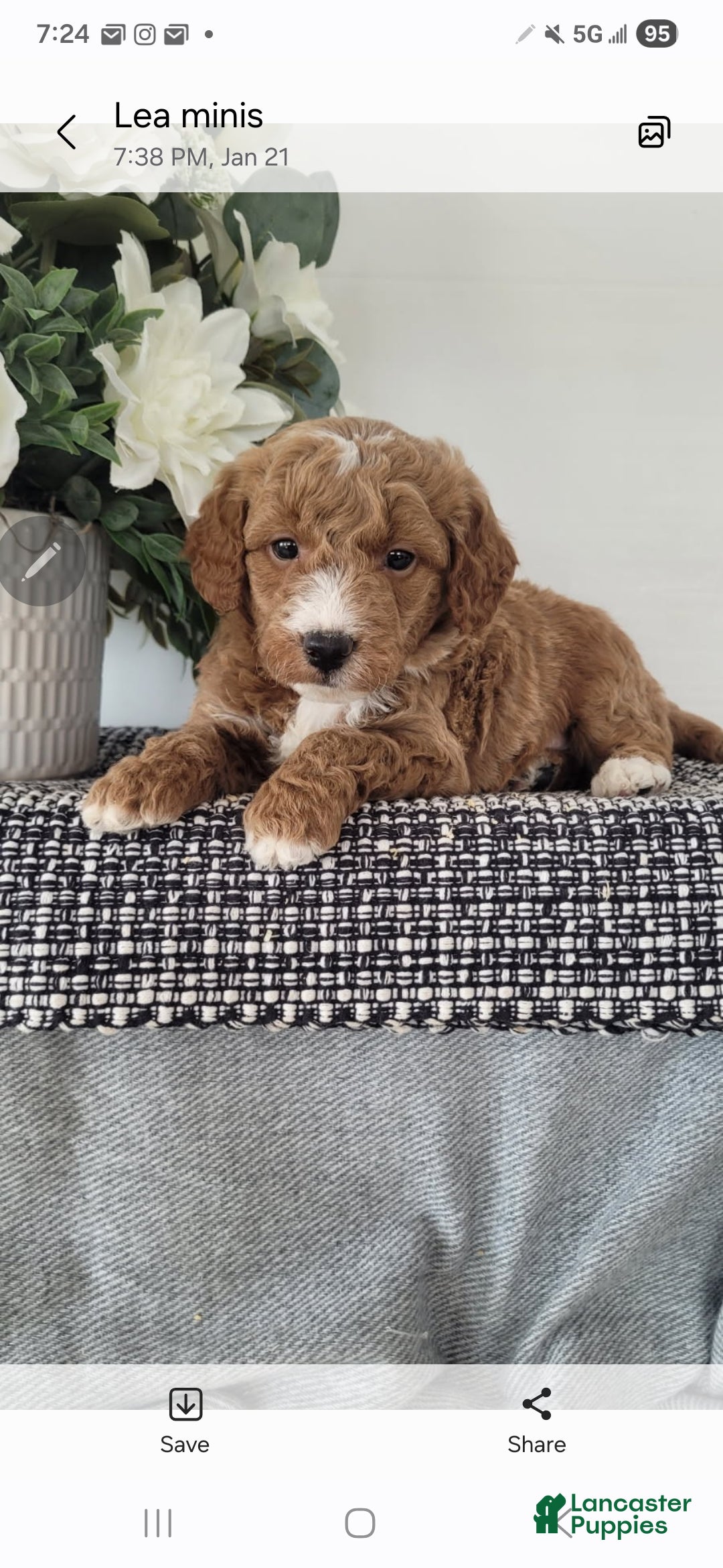 Mini Goldendoodle dogs Mini Goldendoodle Puppy 1 - Ad 27