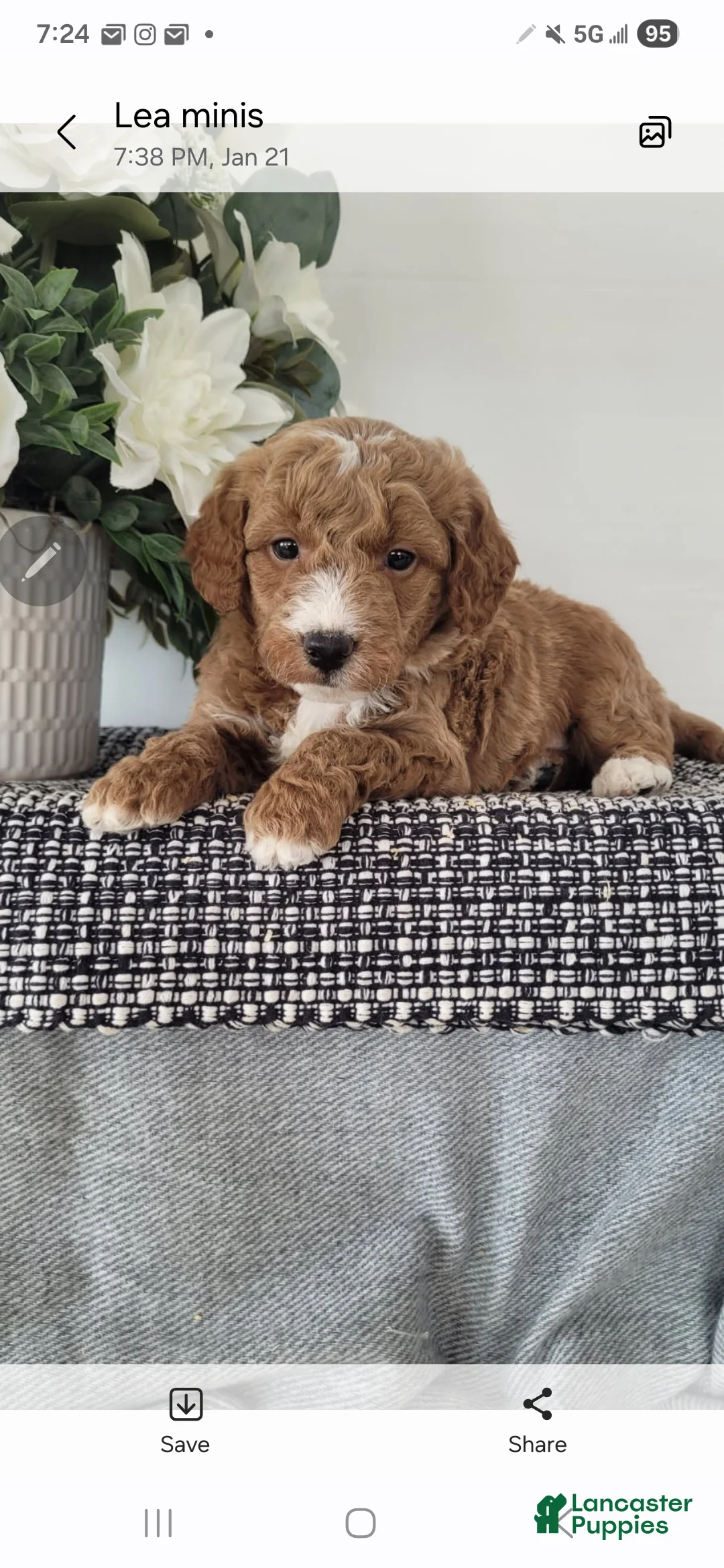Mini Goldendoodle dogs for sale: Mini Goldendoodle Puppy 1 - Ad 1