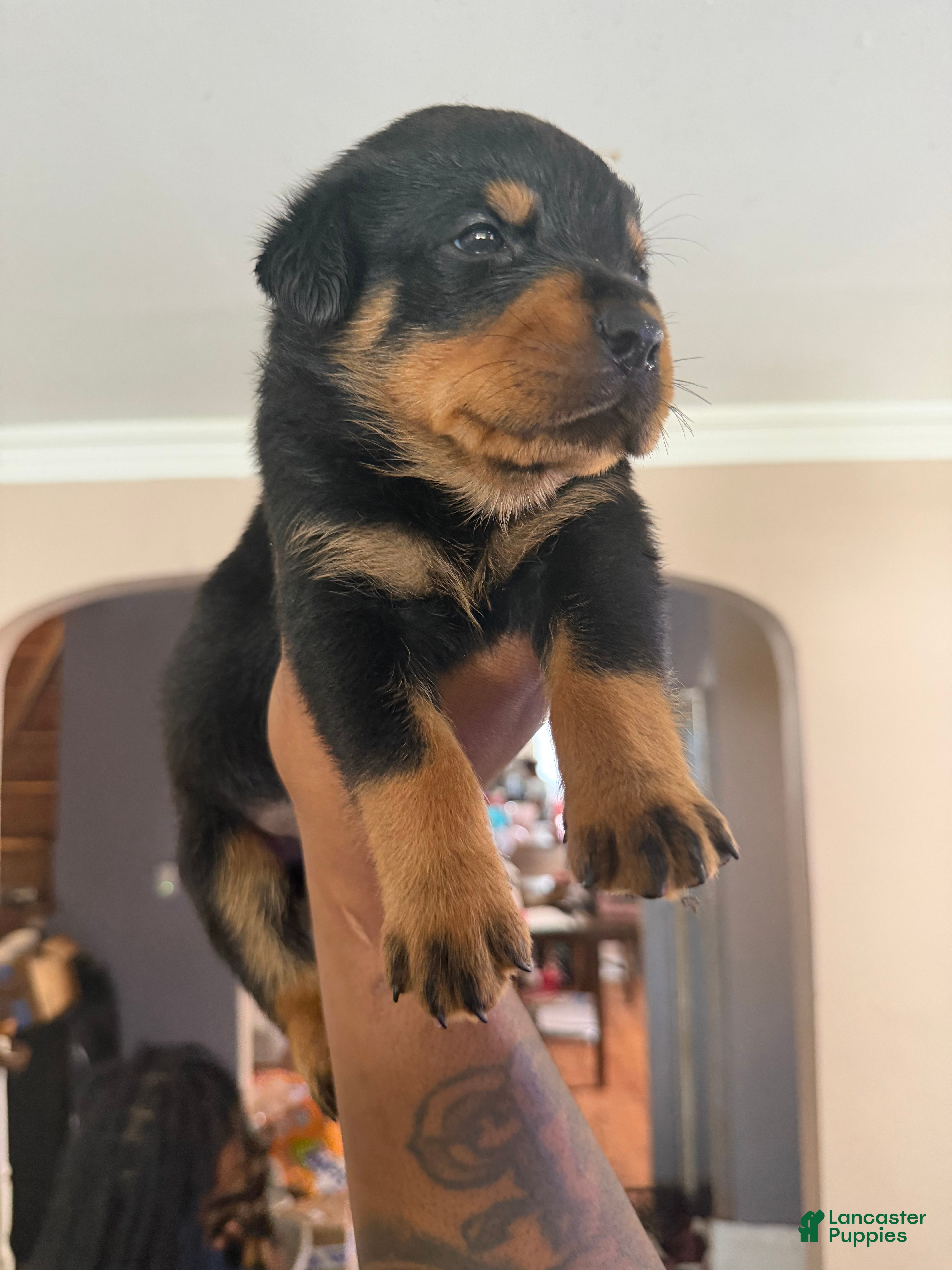 Rottweiler dogs Ryder - Ad 4