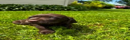Labrador Retriever dogs for sale: Pascal - Ad 6