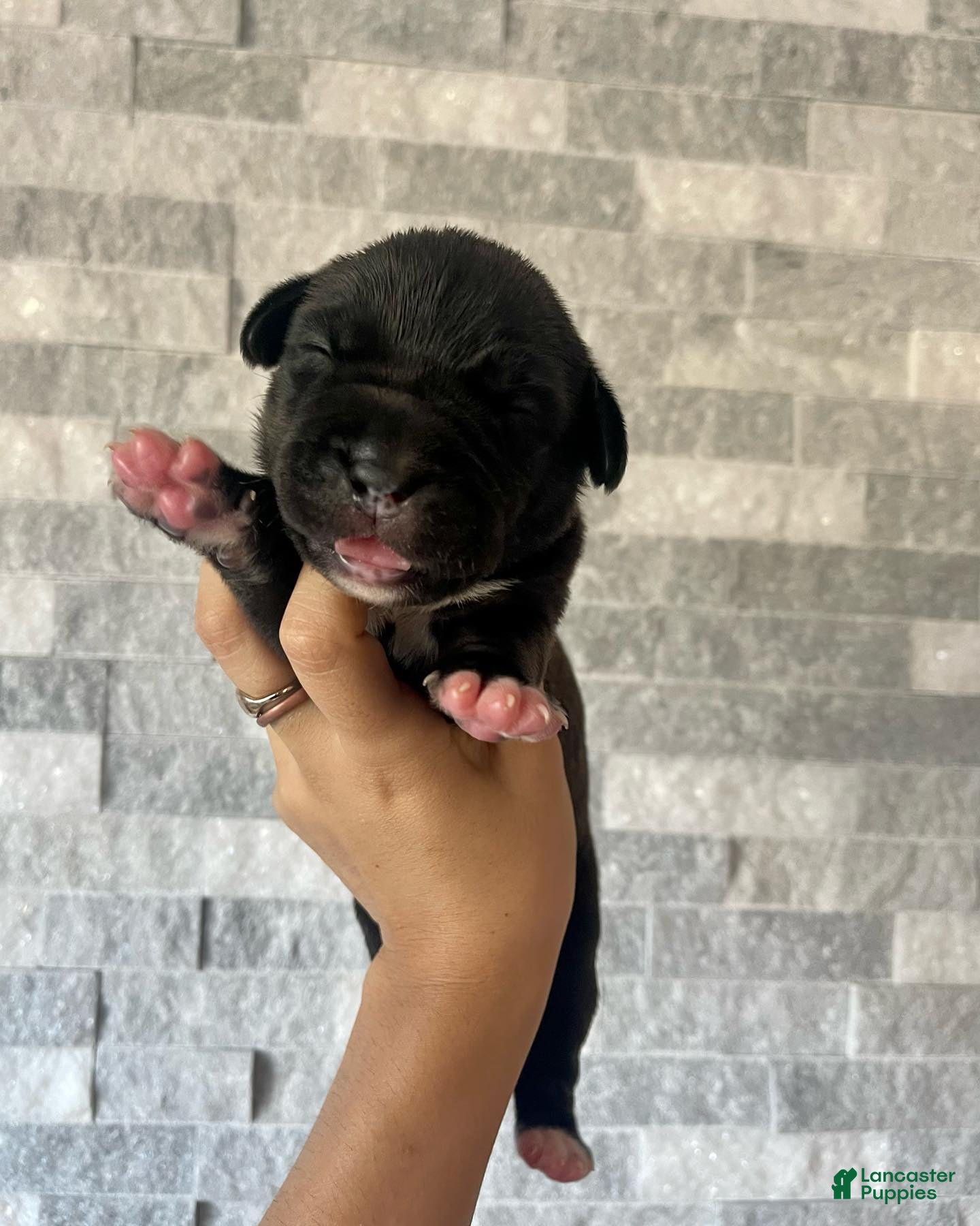 Cane Corso dogs Sentinel & Soul Stoli: North American Mastiff-Black - Ad 7
