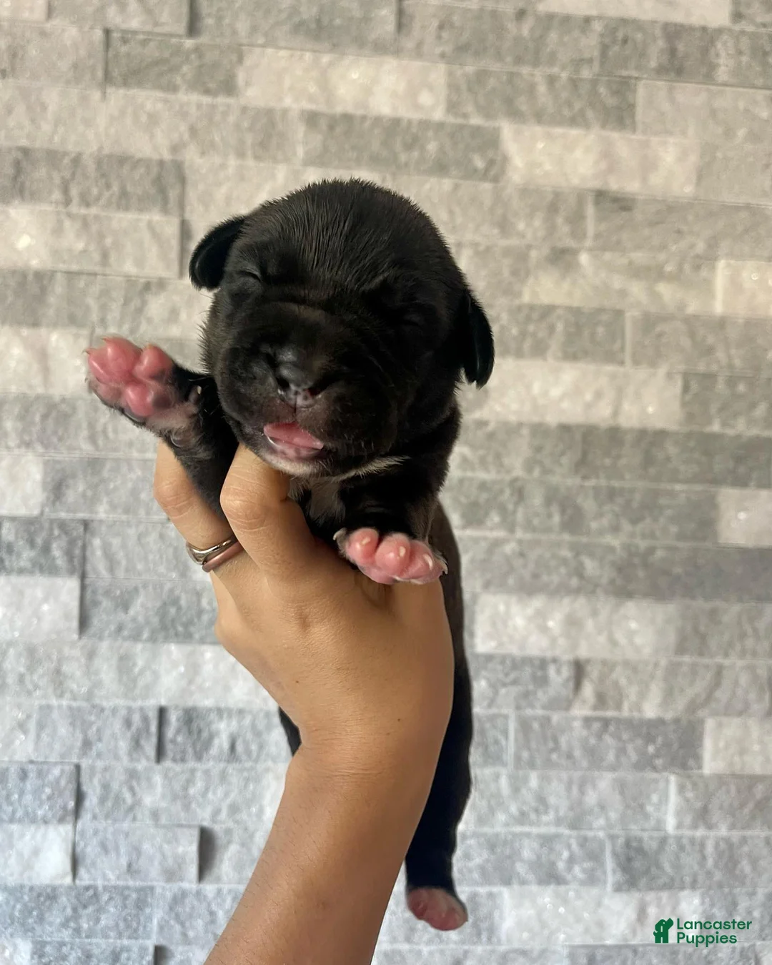 Cane Corso dogs for sale: Sentinel & Soul Stoli: North American Mastiff-Black - Ad 1
