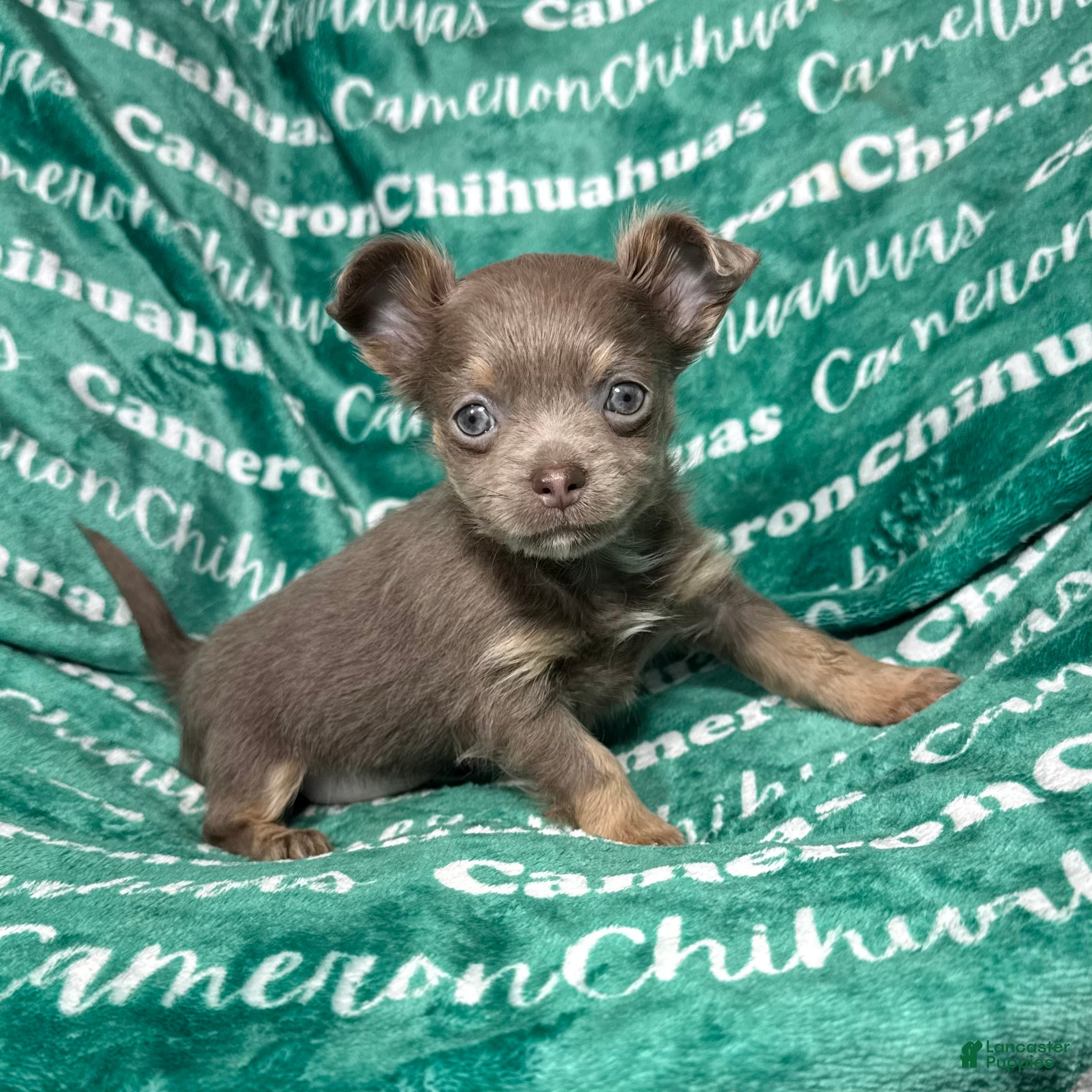 Chihuahua dogs Aurora Long Coat Lavender  - Ad 6