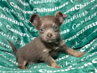 Chihuahua dogs Aurora Long Coat Lavender - Ad 6