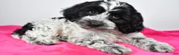 Cockapoo dogs for sale: Faith - Ad 3