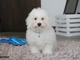Bichon Frise dogs Rory - Ad 13