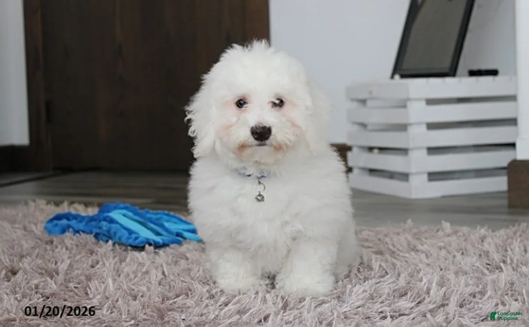 Bichon Frise dogs for sale: Rory - Ad 1