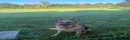 German Shepherd dogs for sale: Lime Collar - Ad 5