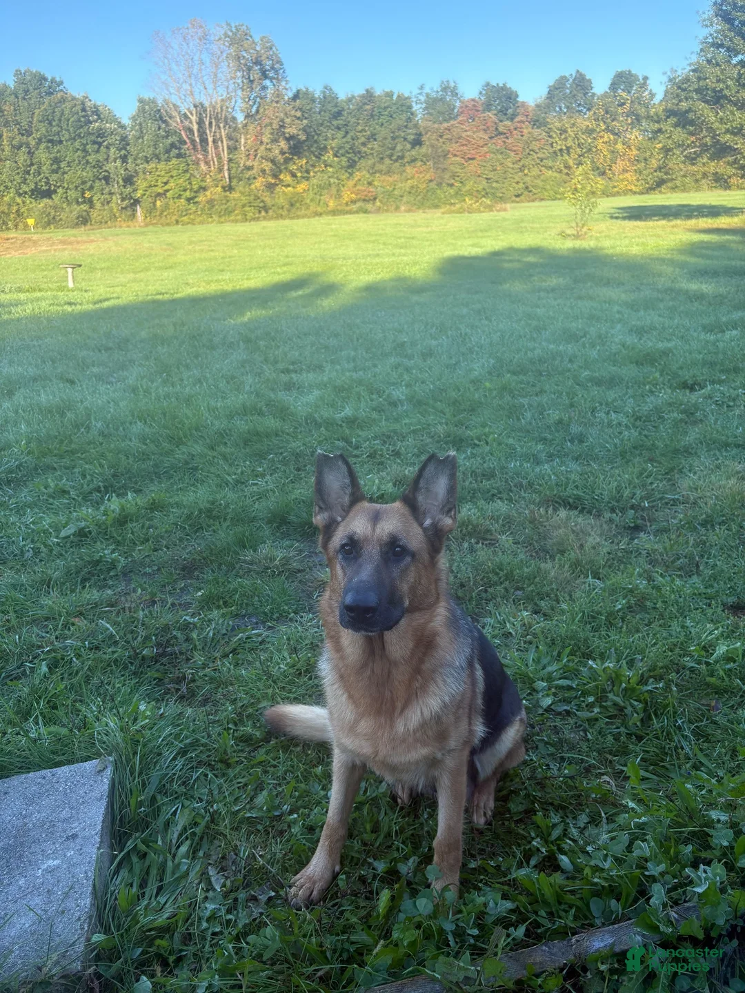 German Shepherd dogs for sale: Lime Collar - Ad 5