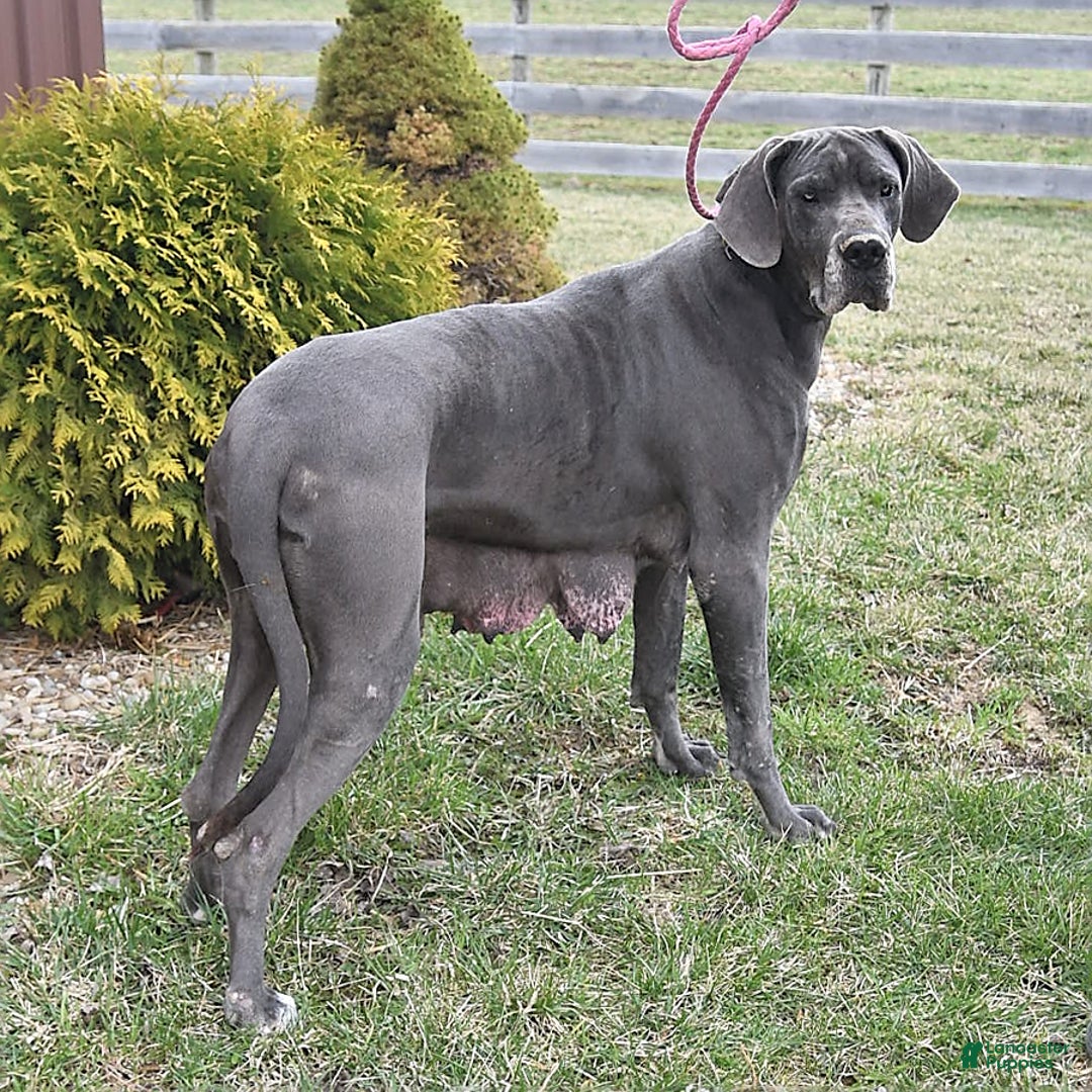 Great Dane dogs for sale: Sugar - Ad 4