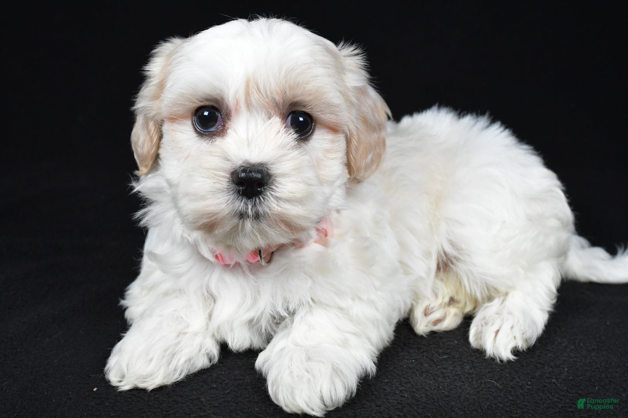 Maltipoo dogs Trisa - Ad 2