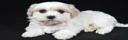 Maltipoo dogs for sale: Trisa - Ad 2