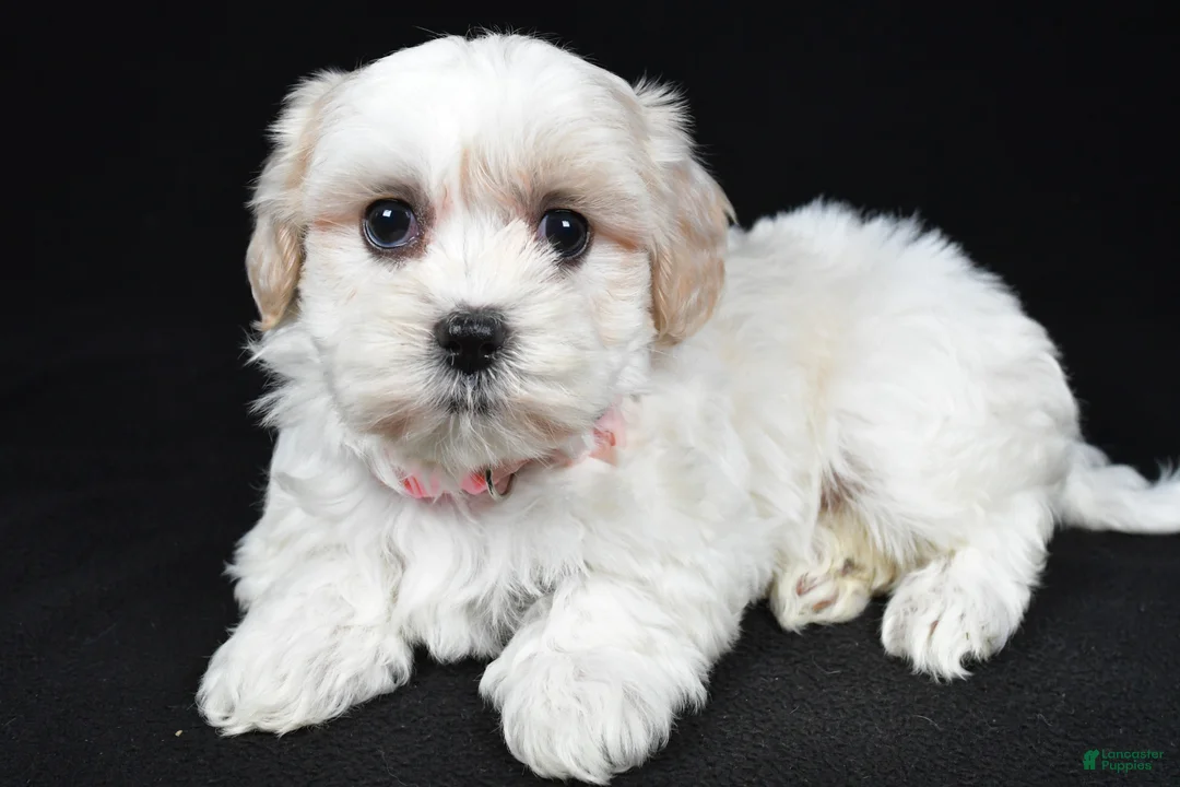 Maltipoo dogs for sale: Trisa - Ad 2