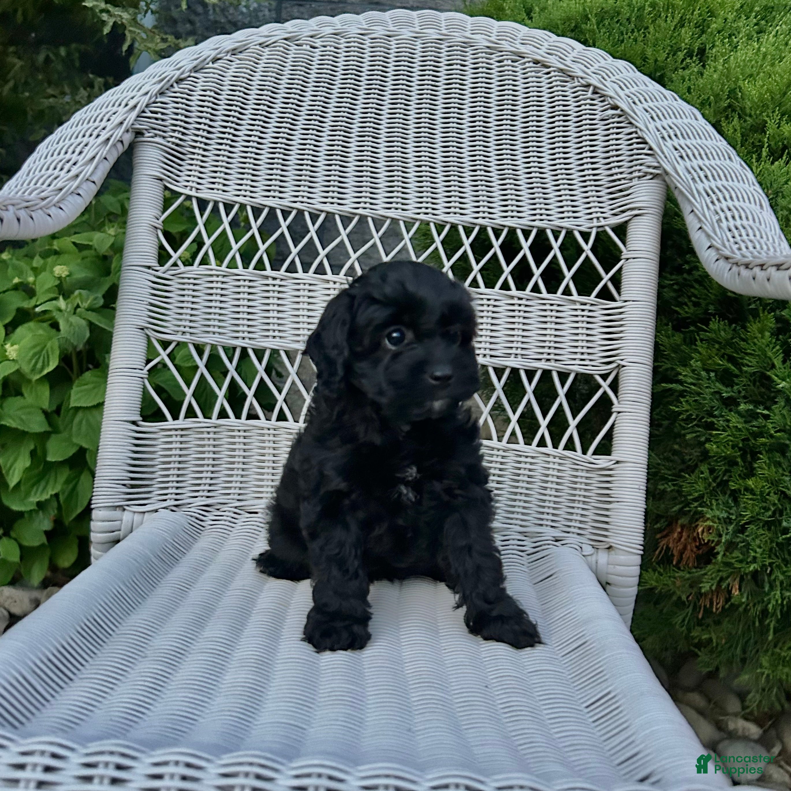Cavapoo dogs Sadie - Ad 2