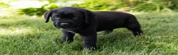 Cane Corso dogs for sale: Monte - Ad 4