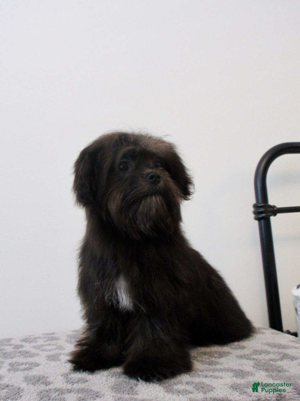 Malshi dogs Coco - Ad 2