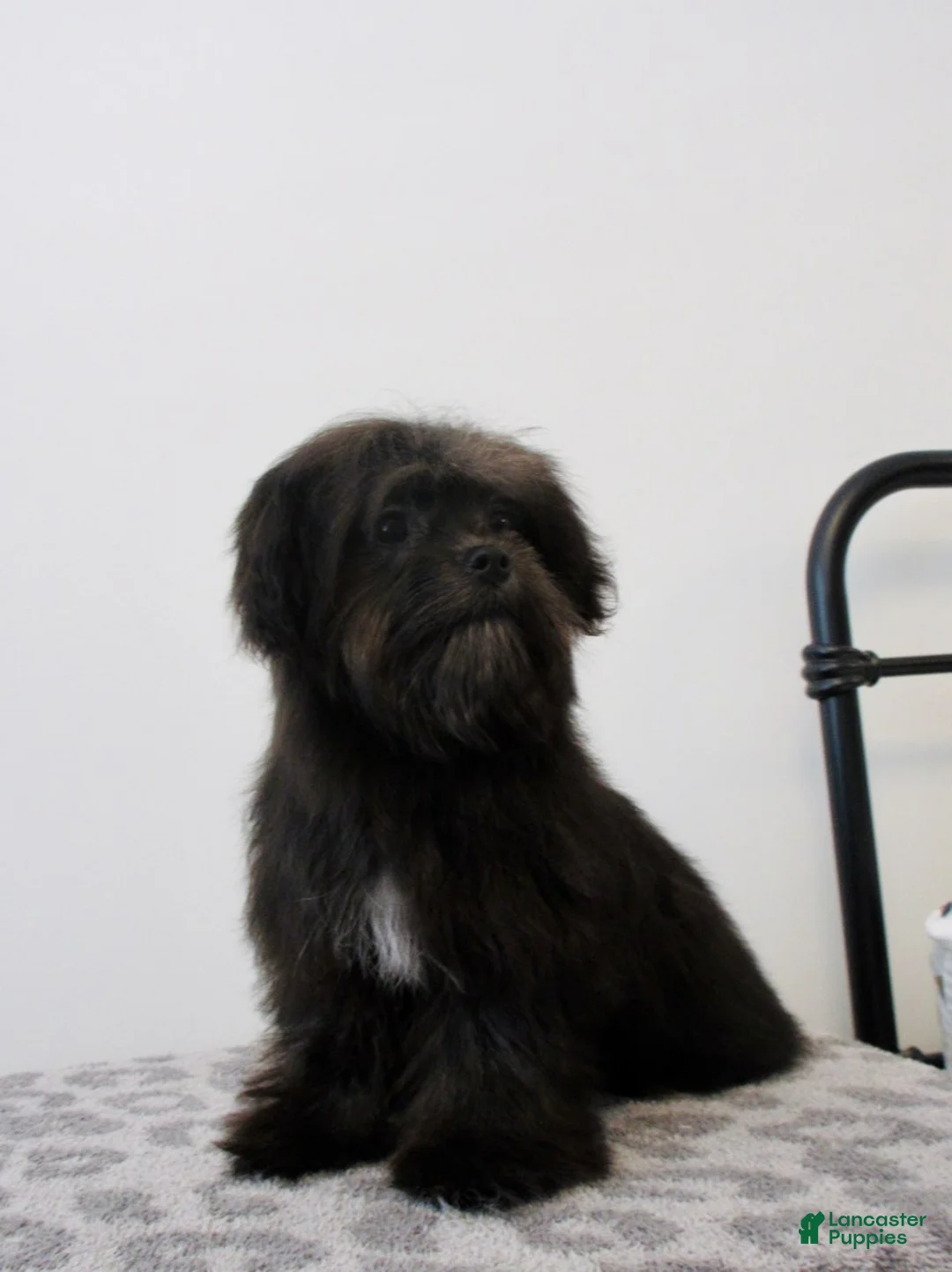 Malshi dogs for sale: Coco - Ad 2