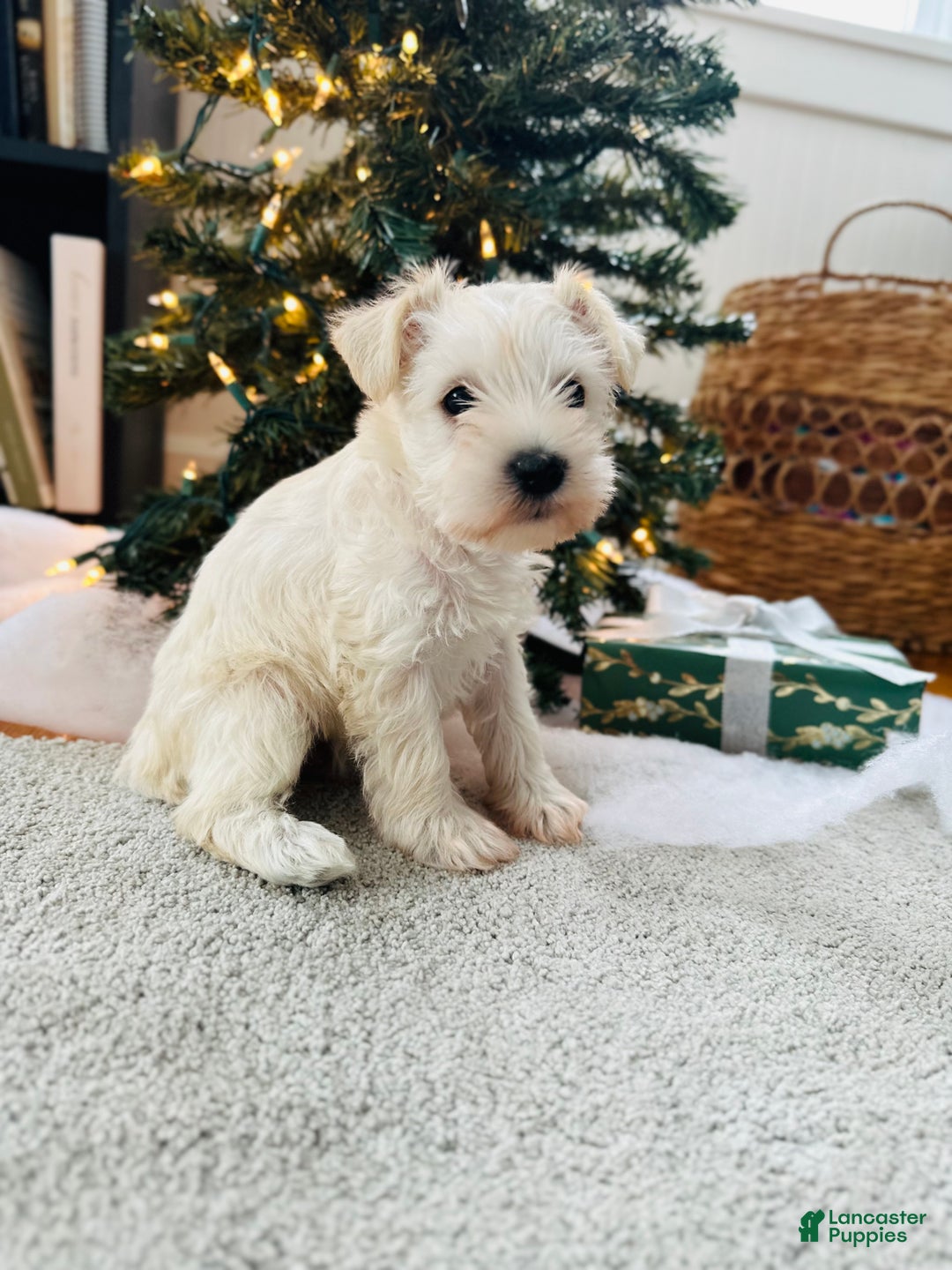 Miniature Schnauzer dogs for sale: Iris - Ad 14