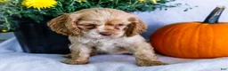 Cocker Spaniel dogs for sale: Daisy - Ad 3